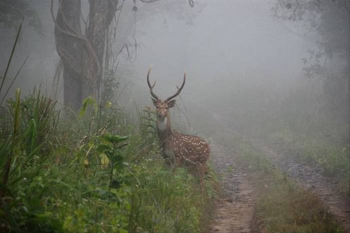 Spotted Deer, Chitwan