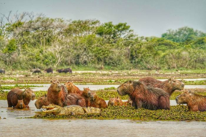 Capybara