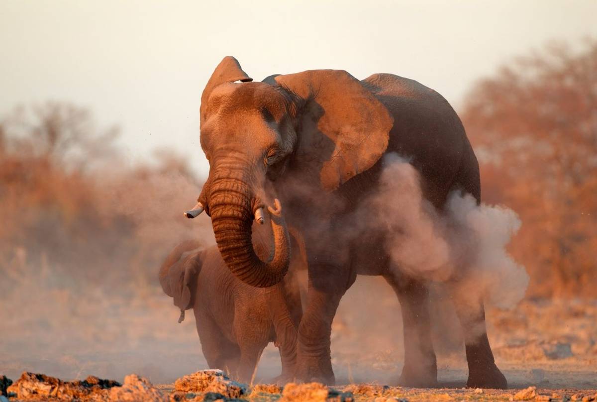 African Elephant, Etosha National Park
