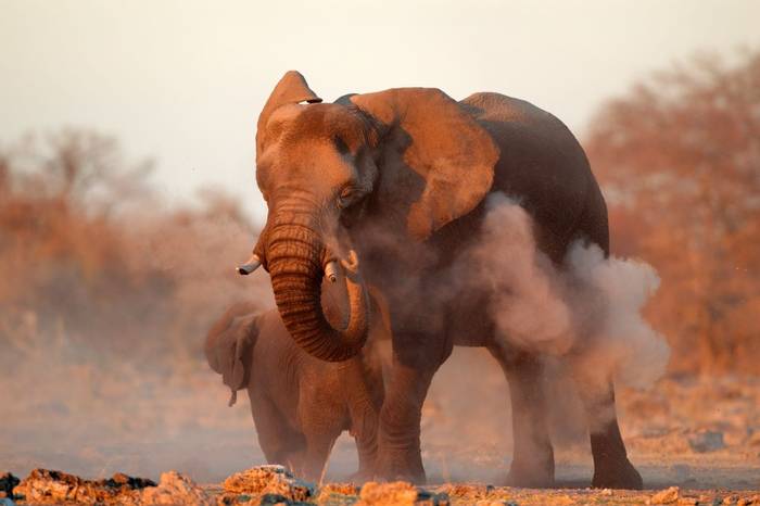 African Elephant, Etosha National Park