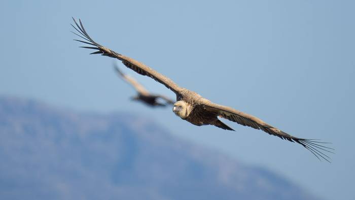 Eurasian Griffon Vulture (2).jpg