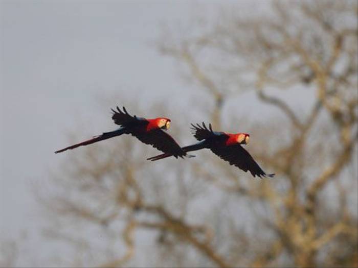 Scarlet Macaws (Peter Price)