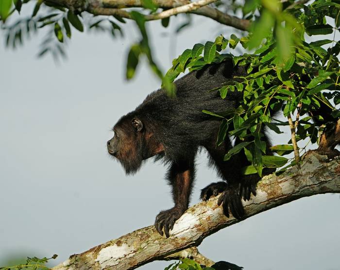 Howler Monkey (Marcus John).jpg