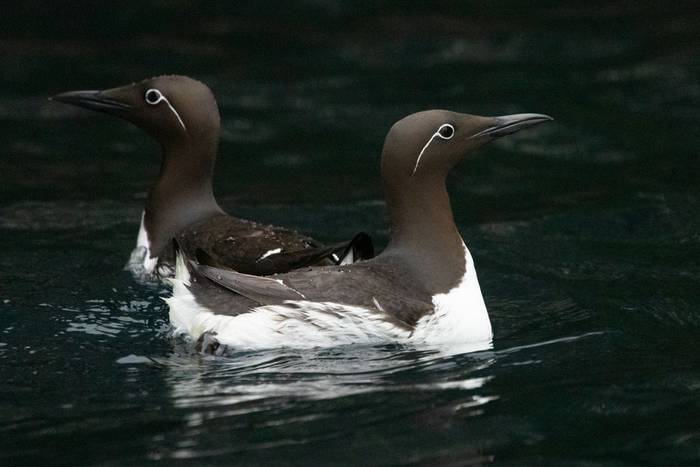 Bridled Guillemot (Sara Frost).jpg
