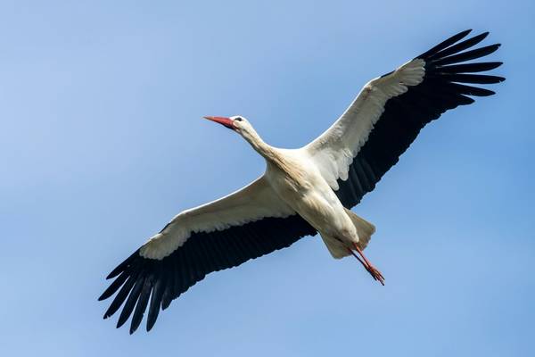 White Stork shutterstock_1725910099.jpg