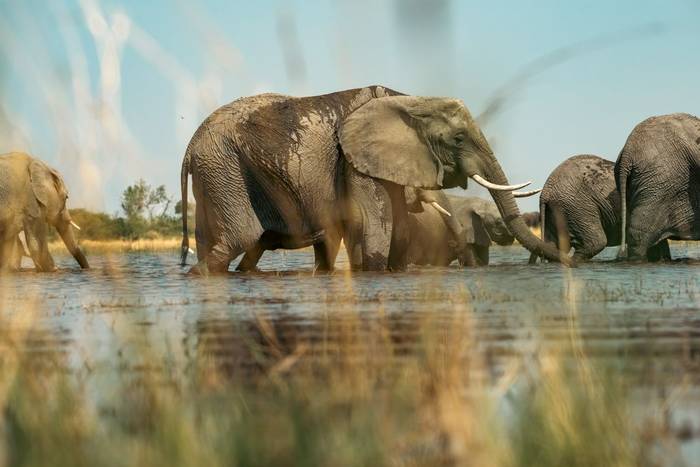 Elephants © Will Crombie, October '25 tour (2).jpg