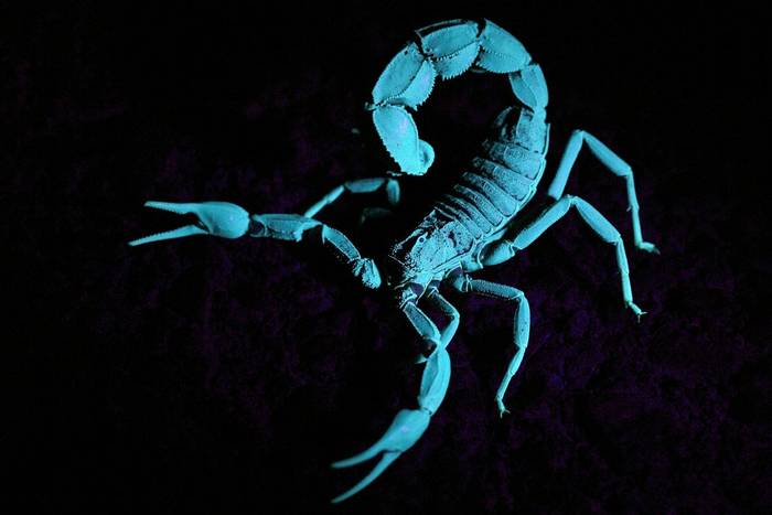 Fat-tailed Scorpion (Androctonus spp.) © Daniel Kane