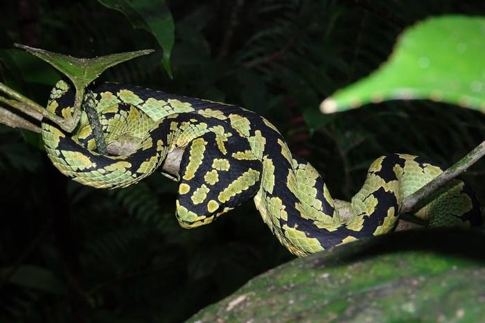 Green Pit Viper (Mary Brewer)