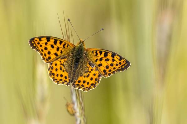 Queen of Spain Fritillary shutterstock_1729658611.jpg