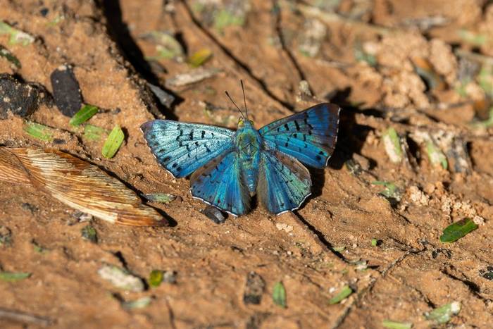 Black-patched Bluemark (Lasaia agesilas) © James Warren, May 2026.jpg