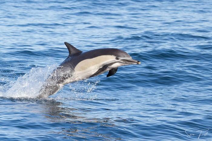 Common Dolphin (Sara Frost).jpg