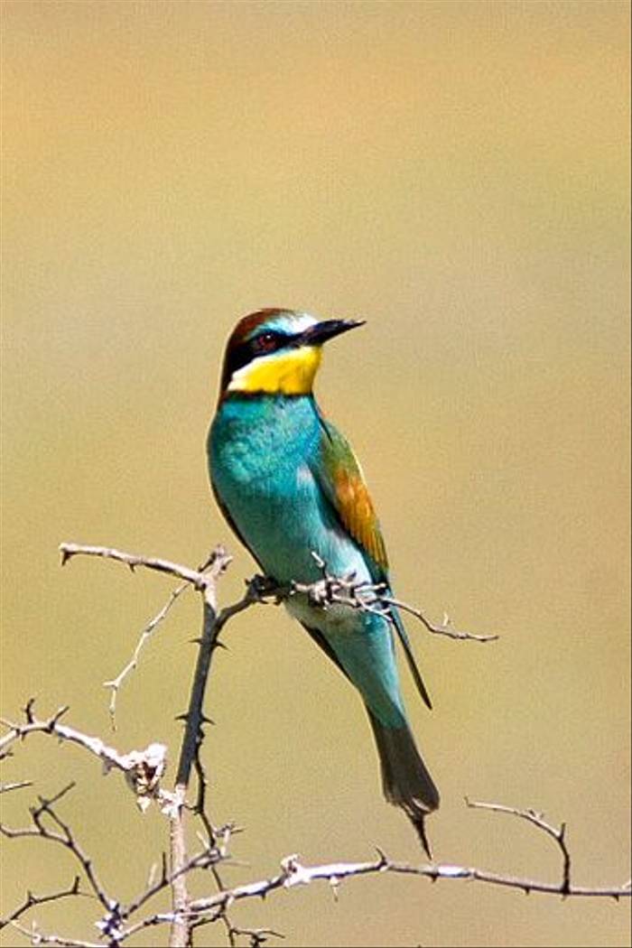 European Bee-eater (Giorgo Darchiashvili)