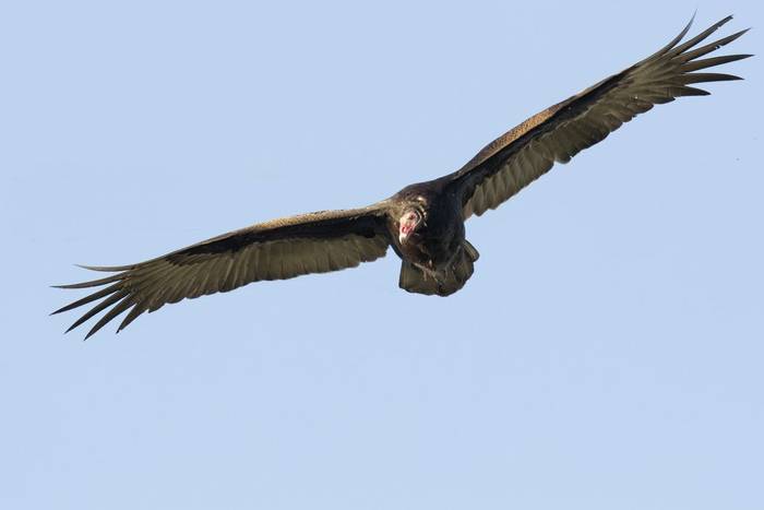 Turkey Vulture. shutterstock_161358080.jpg
