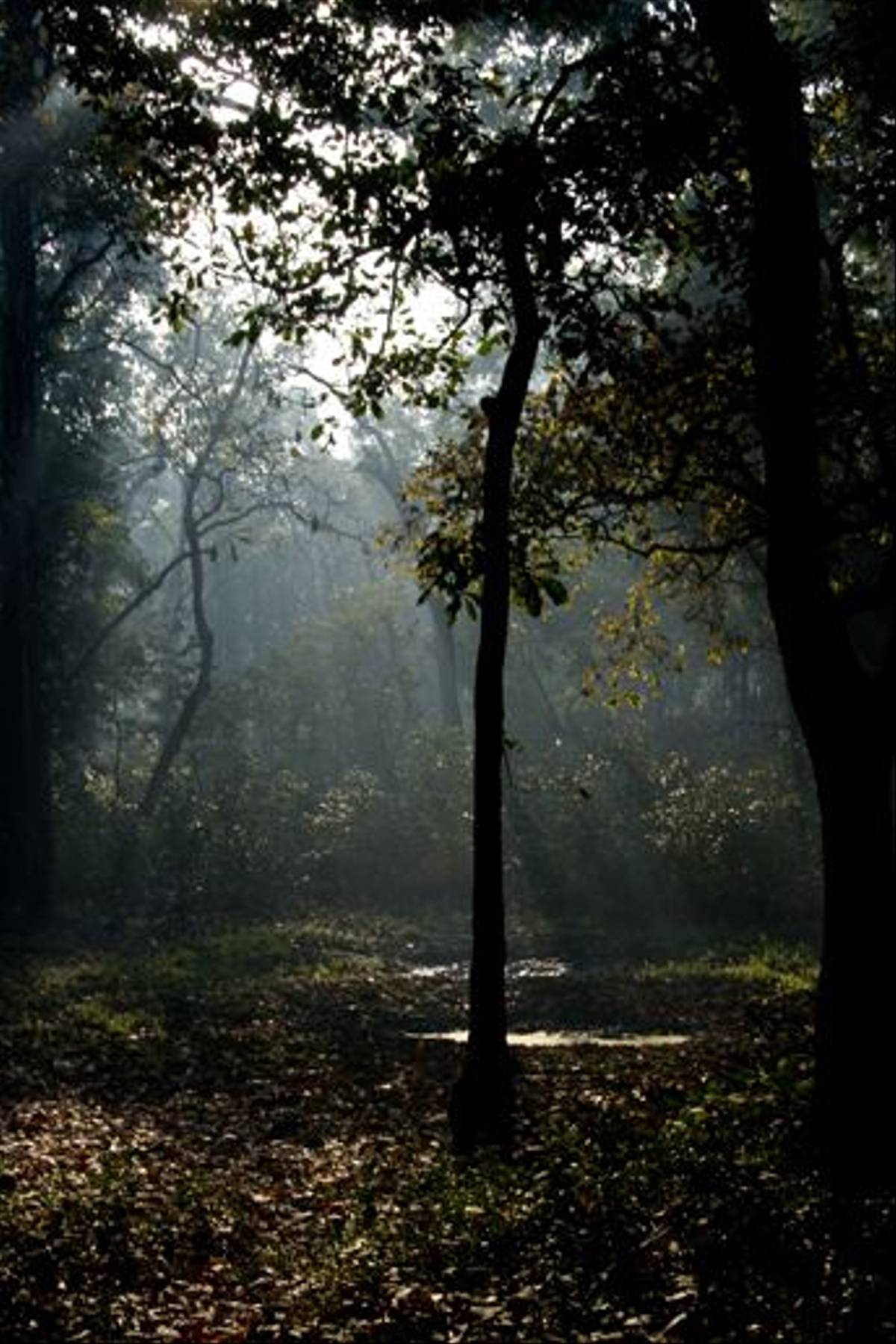 Chitwan National Park, early morning (Paul Stanbury)