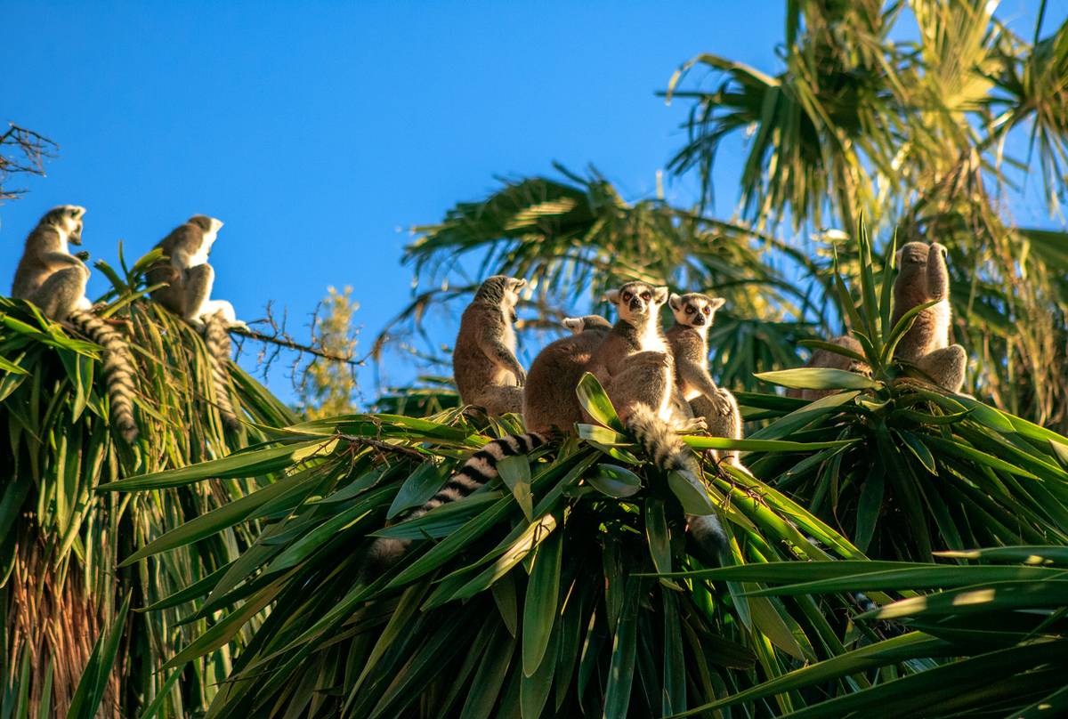 Ring Tailed Lemurs Shutterstock 569479741