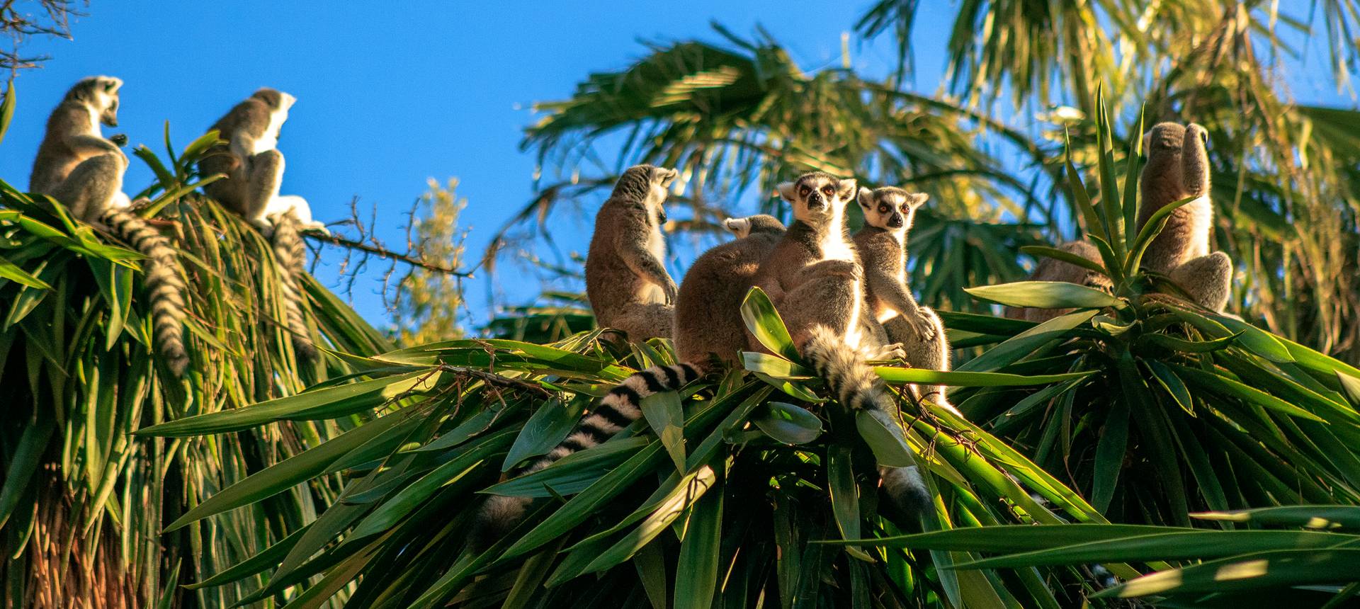 Ring Tailed Lemurs Shutterstock 569479741