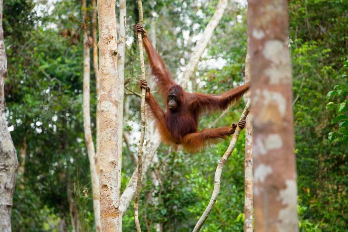Orangutan