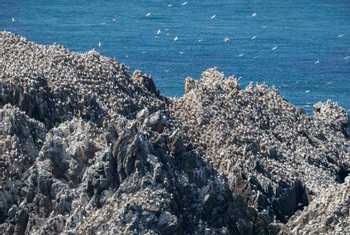 Gannet Rock, Alderney Shutterstock 786517642