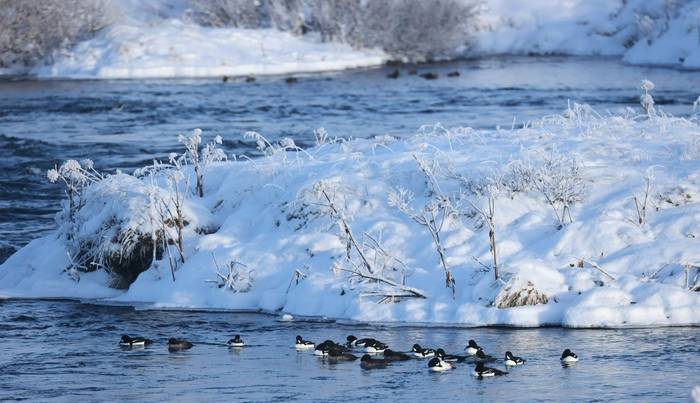 Barrow's Goldeneye(Matt Eade)