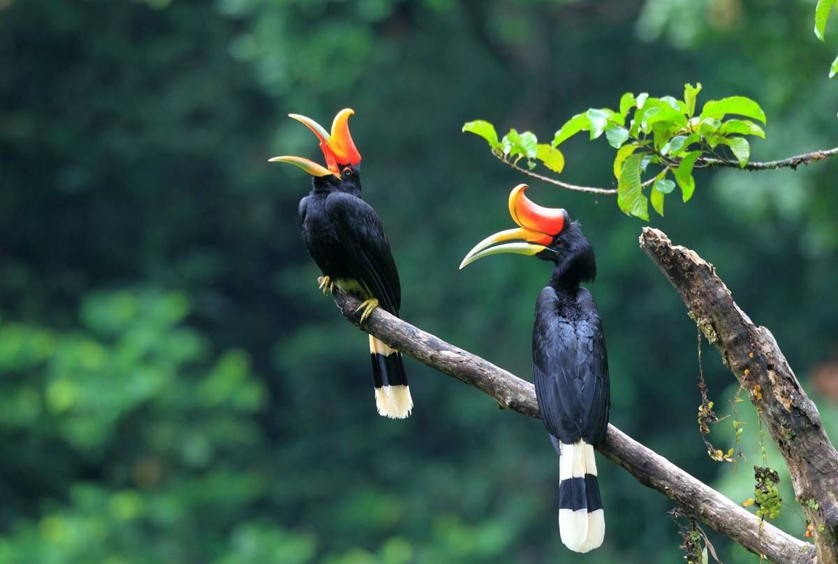 Rhinoceros Hornbill