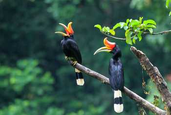 Rhinoceros Hornbill