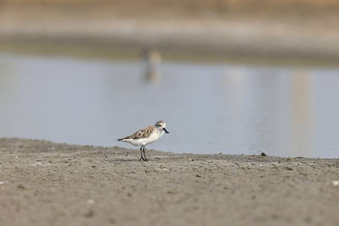 Spoon-billed Sandpiper, Khok Kham, Samut Sakhon, Thailand (Oliver Smart)