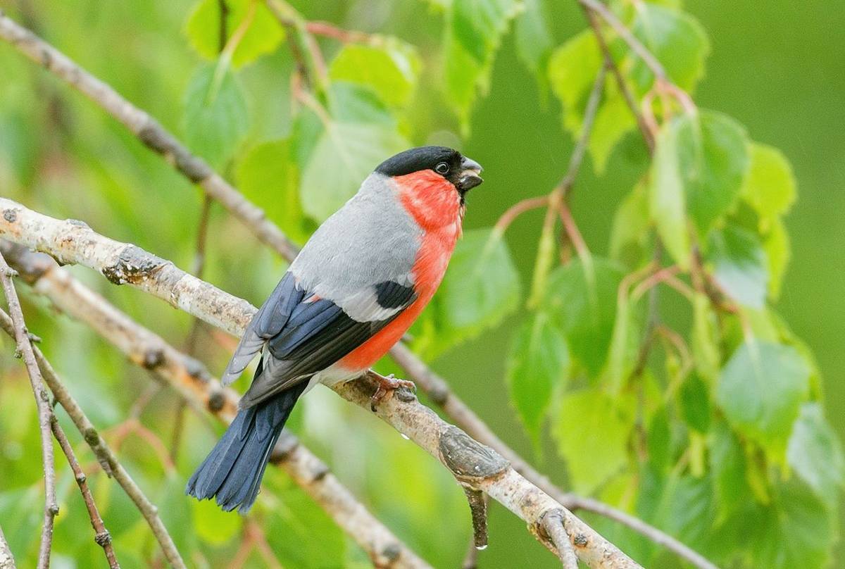 Bullfinch-shutterstock_1748141900.jpg