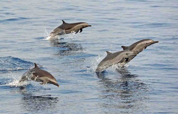 Spotted Dolphins (Charles Anderson)