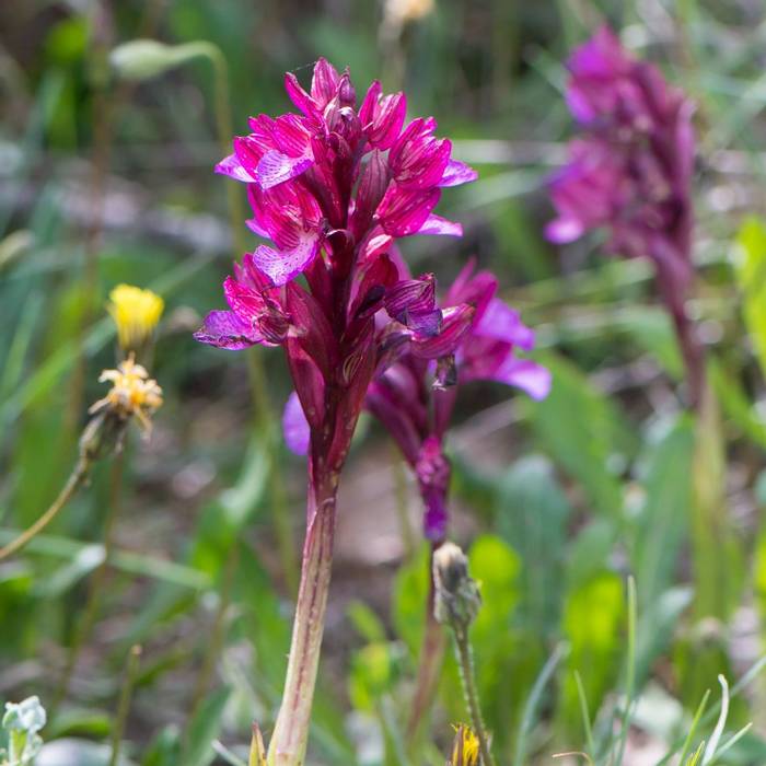 Orchis papilionacea ssp heroica (Mike Vickers)