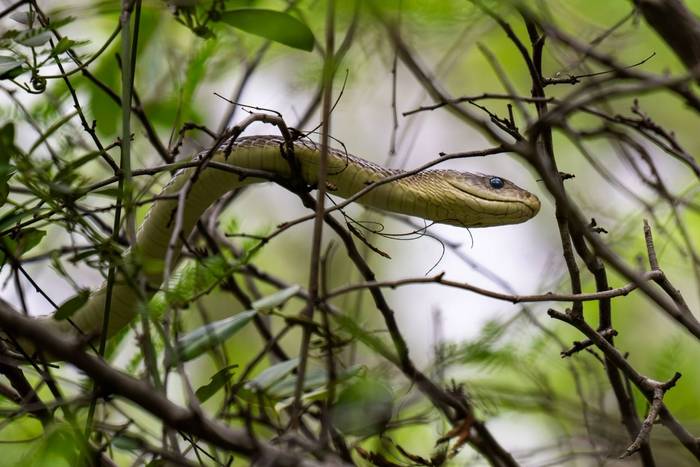 Black Mamba © Carole and David Clarke, February 2026 tour