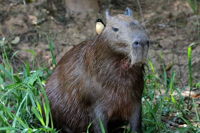 Capybara (Helen Pinchin)