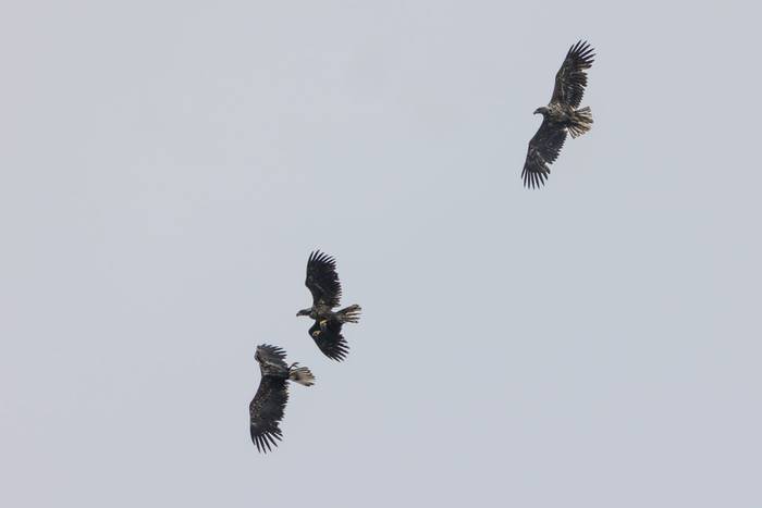 White-tailed Eagles (Sara Frost) (2).jpg