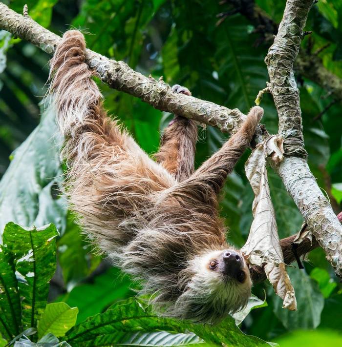 Two-toed Sloth (Ian Talboys)