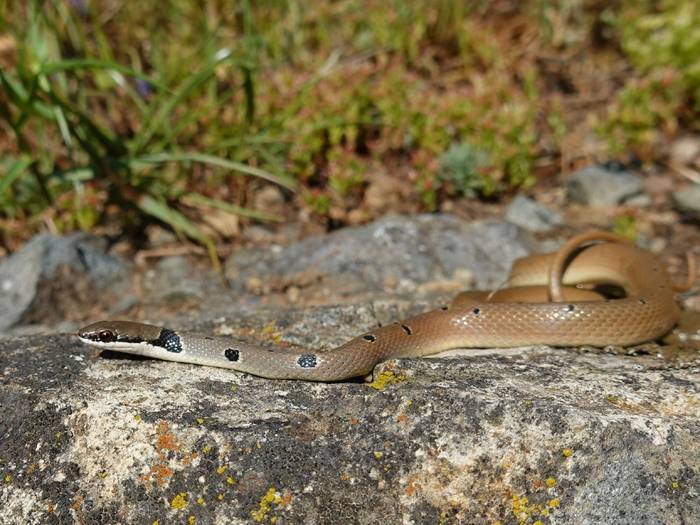 Red Whip Snake (Platyceps collaris) © Pieter Bouma, May 2025 tour