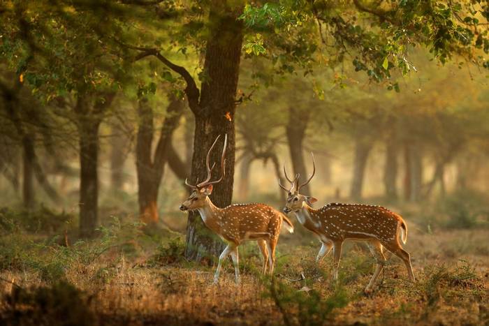 Chital Deer, India