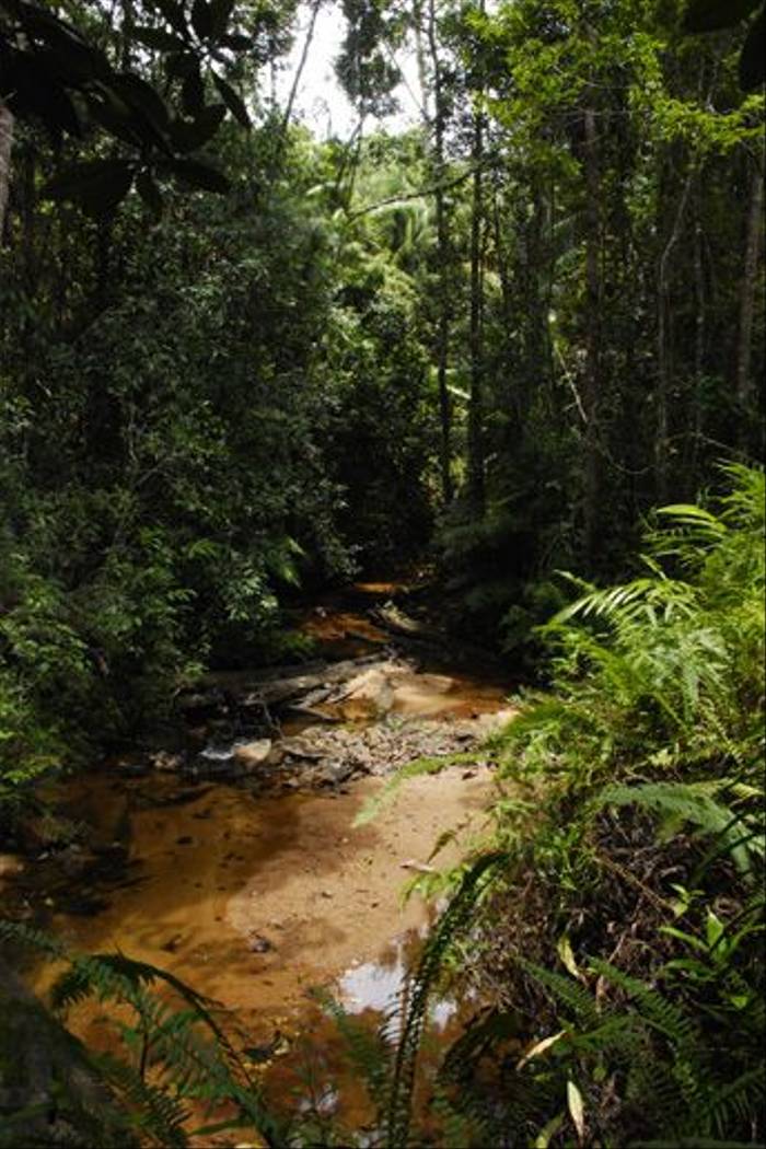Sinharaja Forest (Thomas Mills)
