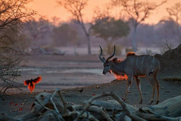 Greater Kudu, Mana Pools, Zimbabwe shutterstock_1546446281.jpg