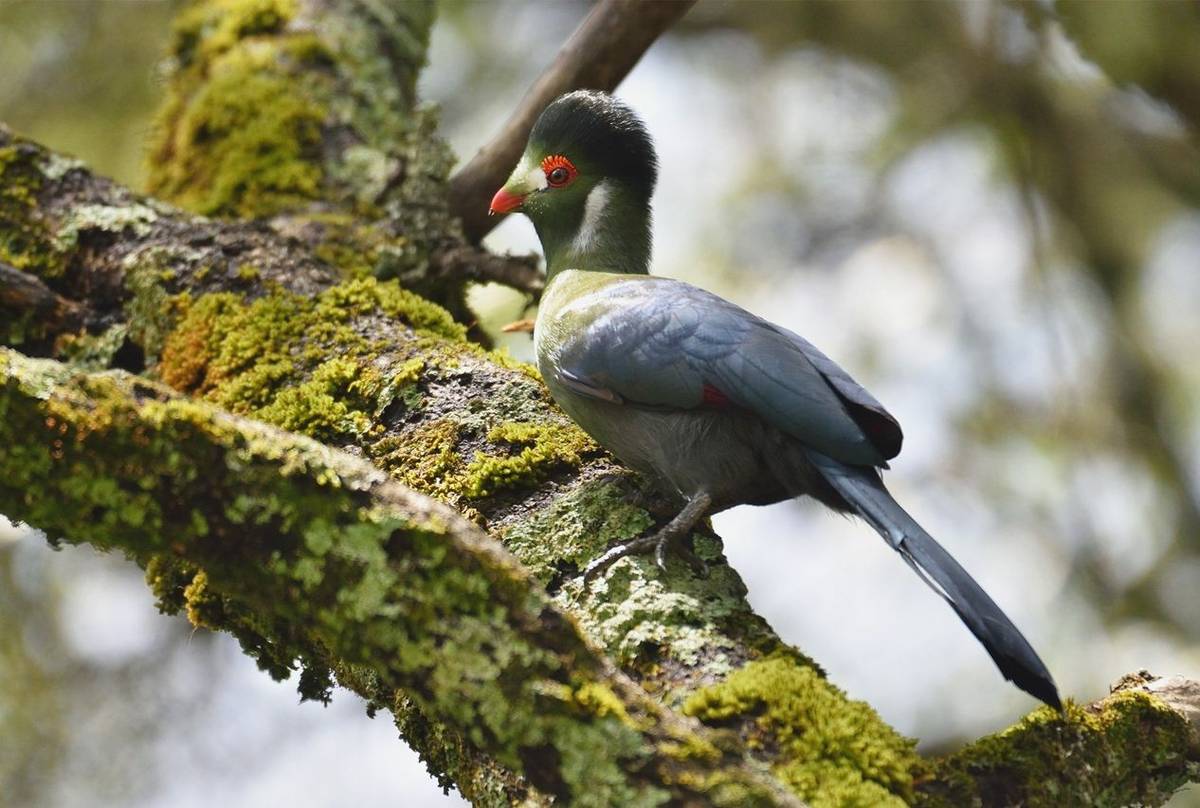 White-cheeked-Turaco,-Ethiopia-shutterstock_1146693191.jpg