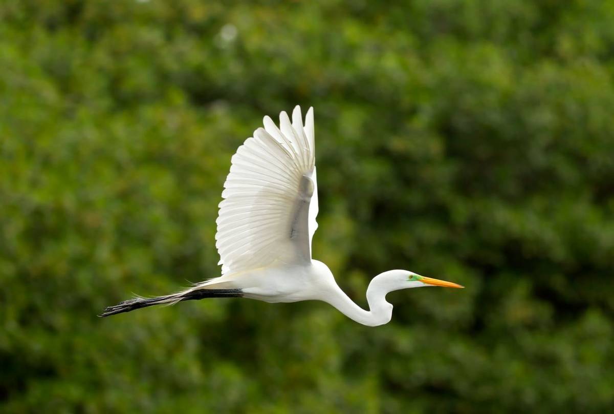 Great White Egret. shutterstock_72305434.jpg