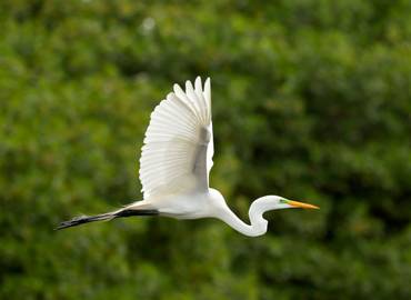 The Somerset Levels (Day Trip)