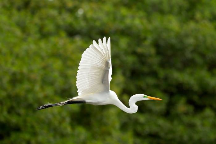Great White Egret. shutterstock_72305434.jpg