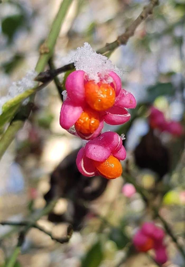 Spindle (Karen van Oostrum)