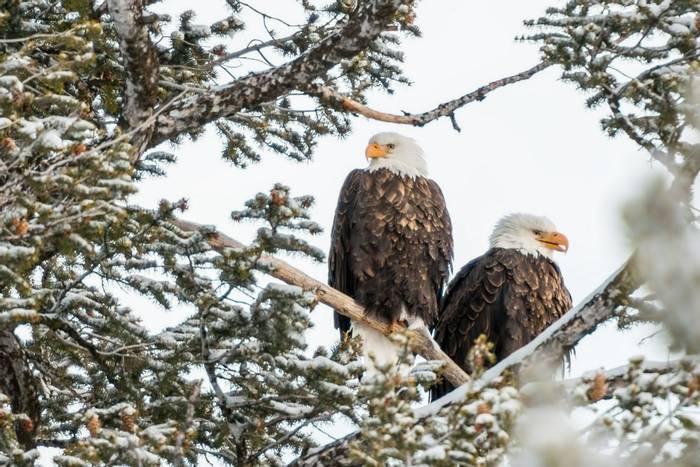 Bald Eagles, Yellowstone shutterstock_201411695.jpg