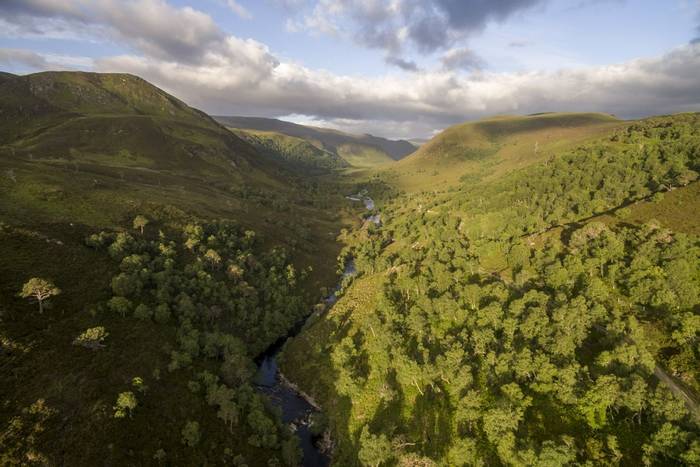 Woodland regeneration along Glen Mhor on the Alladale Wilderness Reserve in Easter Ross.