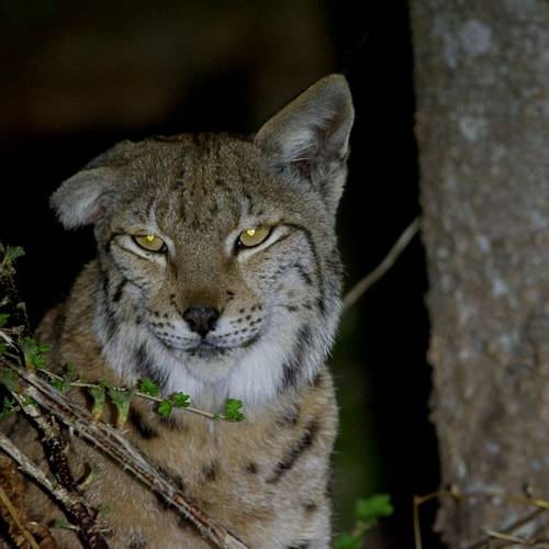 Eurasian Lynx, Poland (Josh Phangurha)