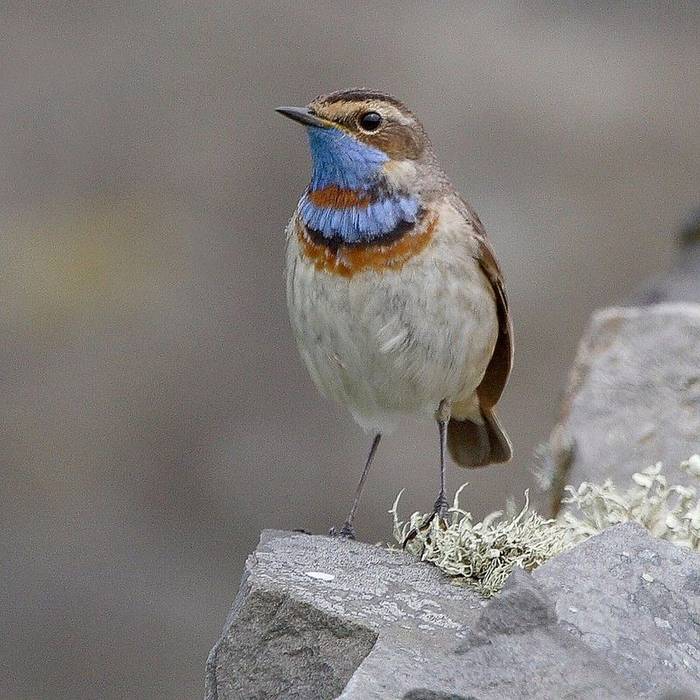 Fair Isle - Bluethroat (Richard Breaks).jpg