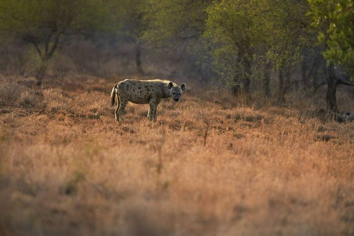 Spotted Hyena, Kruger National Park, South Africa  shutterstock_389073775.jpg
