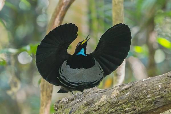 The Art of Attraction: Birds-of-Paradise