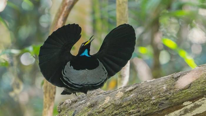 Victoria's Riflebird