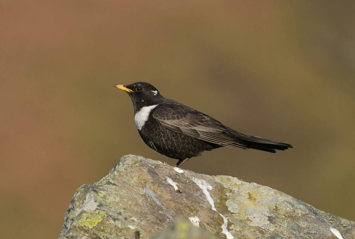 Ring Ouzel shutterstock_1392049220.jpg